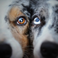 muffi.kiwi_border_collie