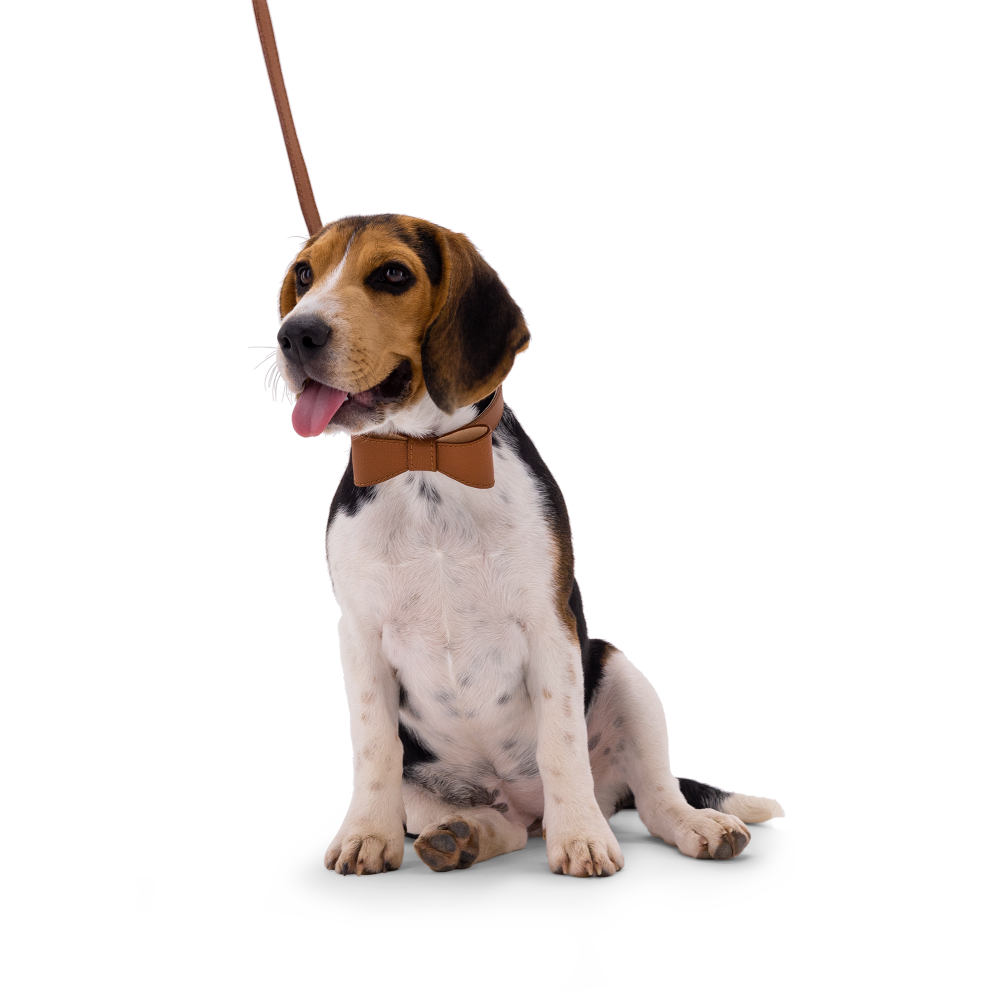 Collar OhMyDog "LION"