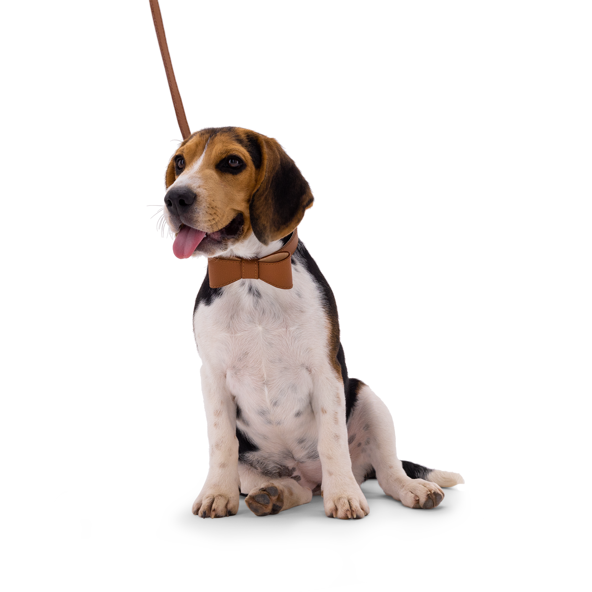 Obojok OhMyDog "LION"