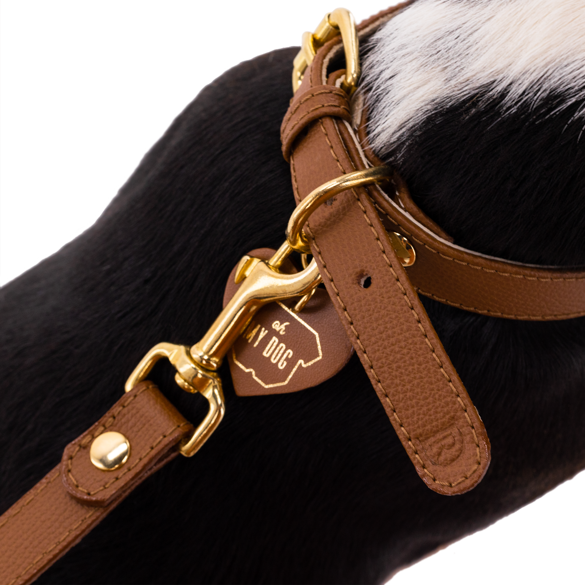 Collar OhMyDog "LION"