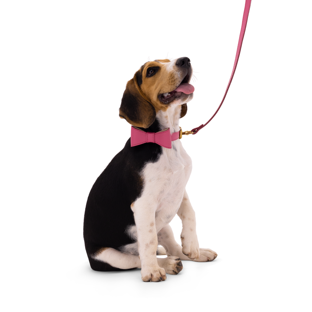 Obojok OhMyDog "FUCHSIA"