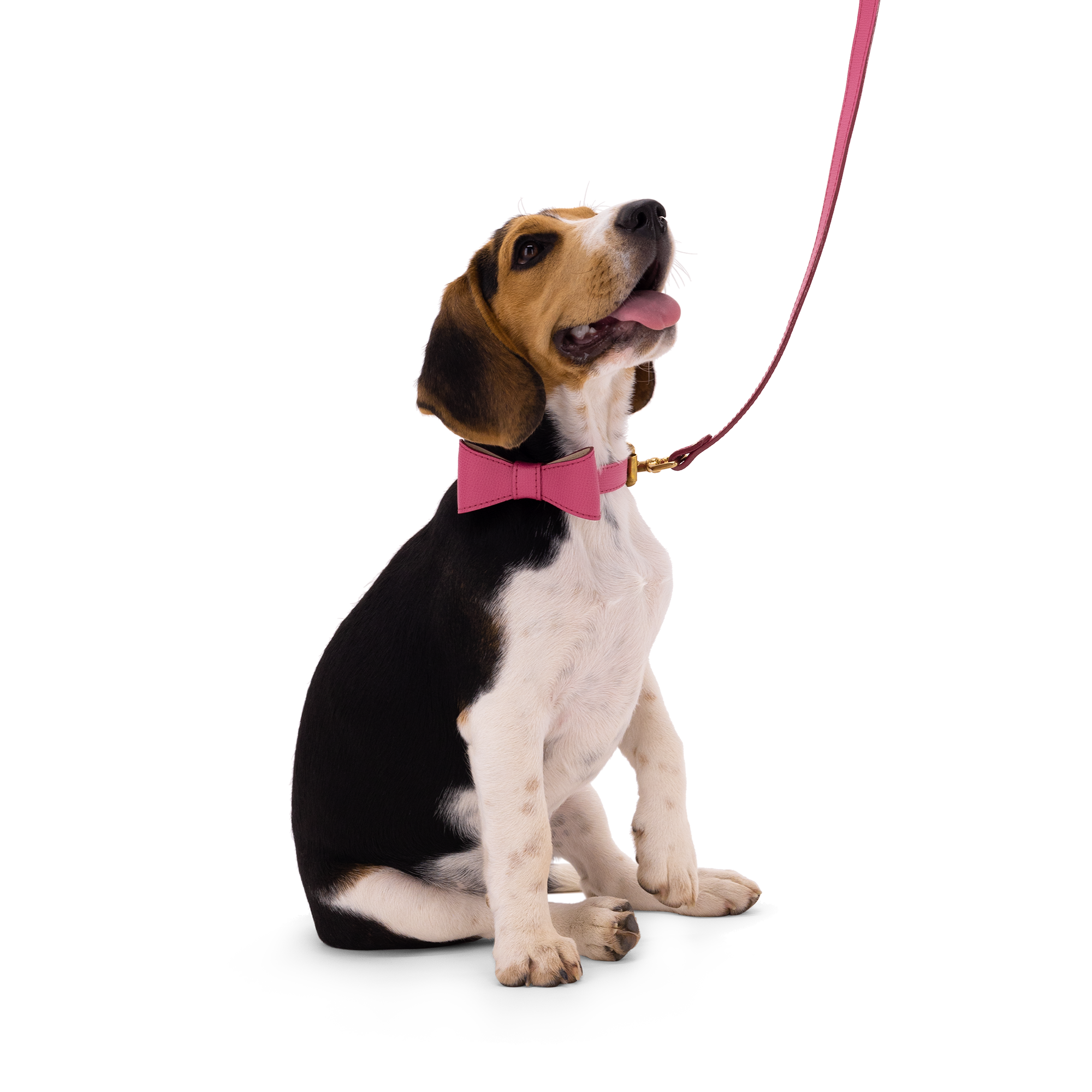 Obojok OhMyDog "FUCHSIA"