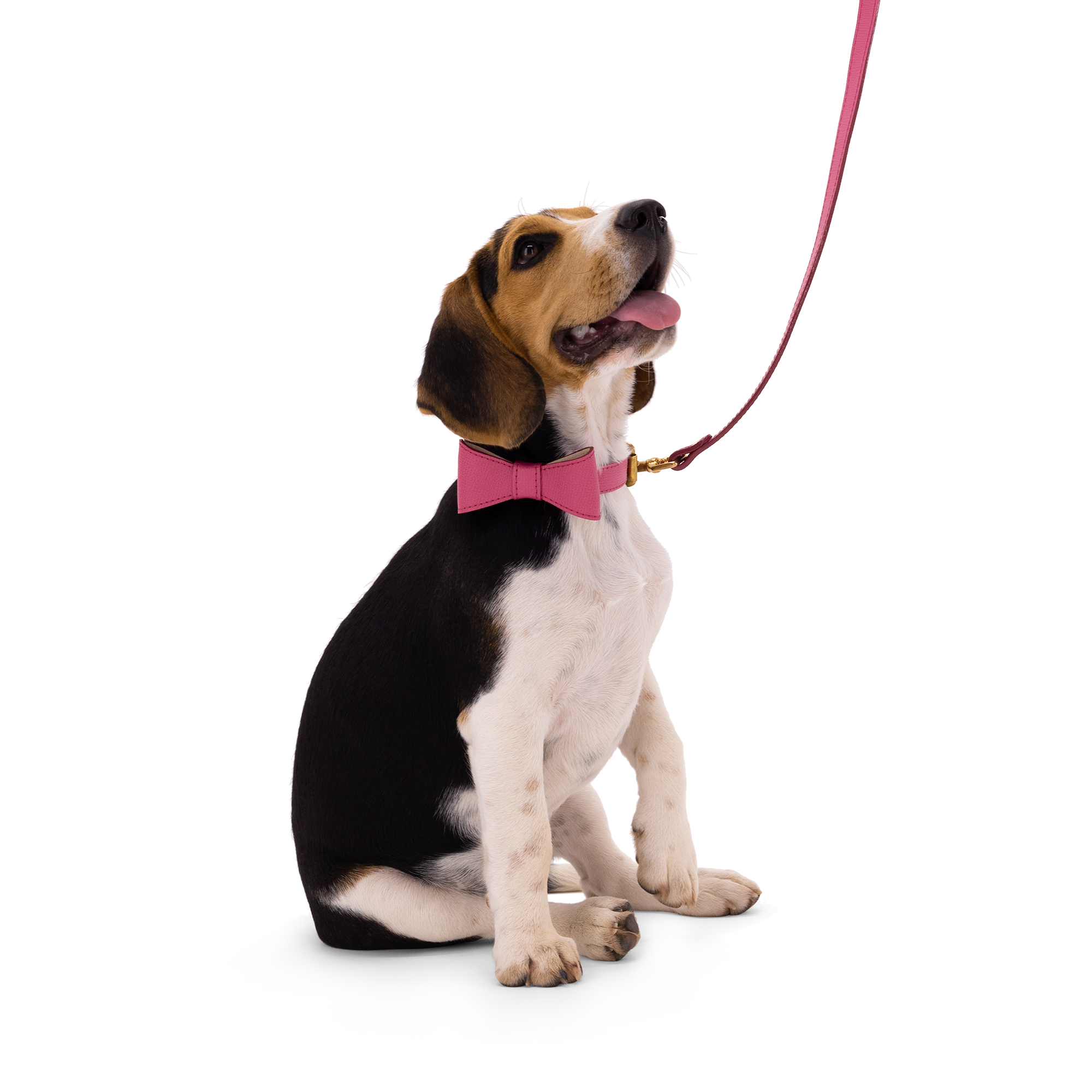 Obojok OhMyDog "FUCHSIA"