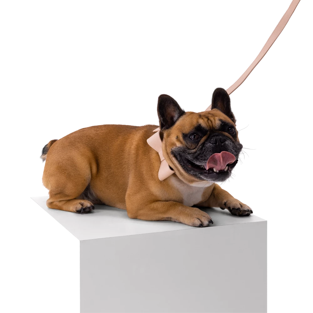 Set OhMyDog "NUDE"