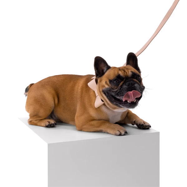 Set OhMyDog "NUDE"