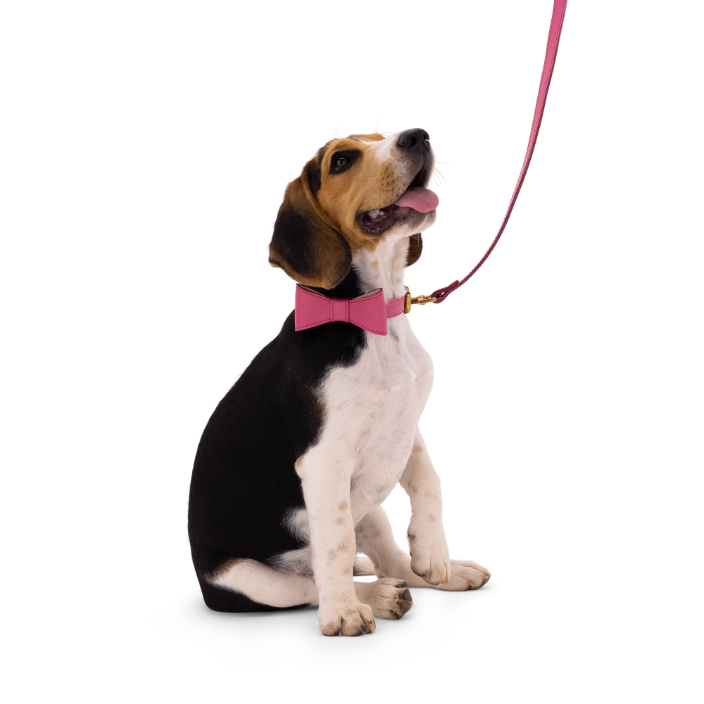 Set OhMyDog "FUCHSIA"