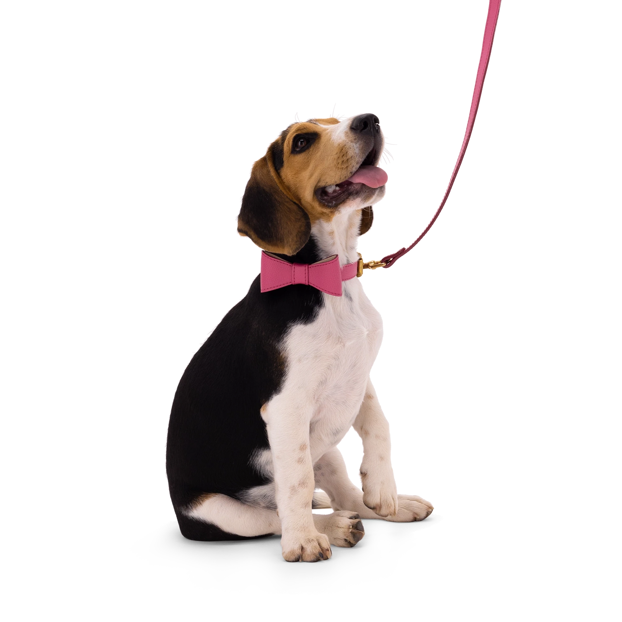 Set OhMyDog "FUCHSIA"