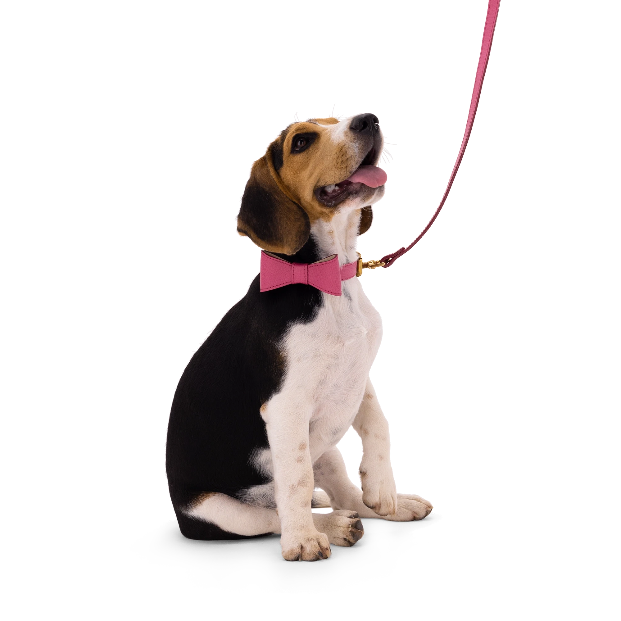 Set OhMyDog "FUCHSIA"