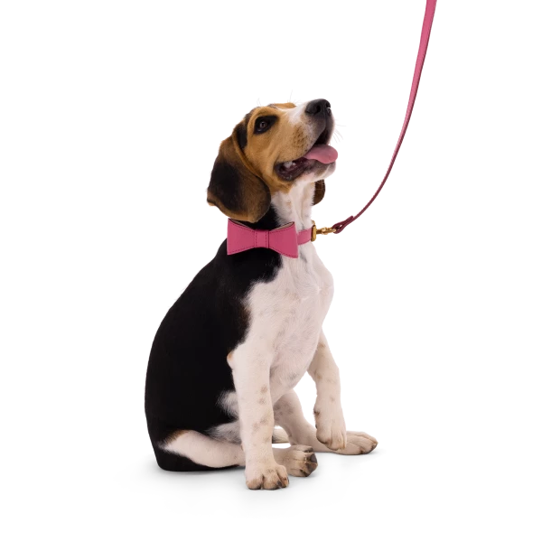 Set OhMyDog "FUCHSIA"